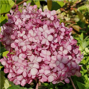 Hydrangea Arborescens 'Sweet Annabelle'